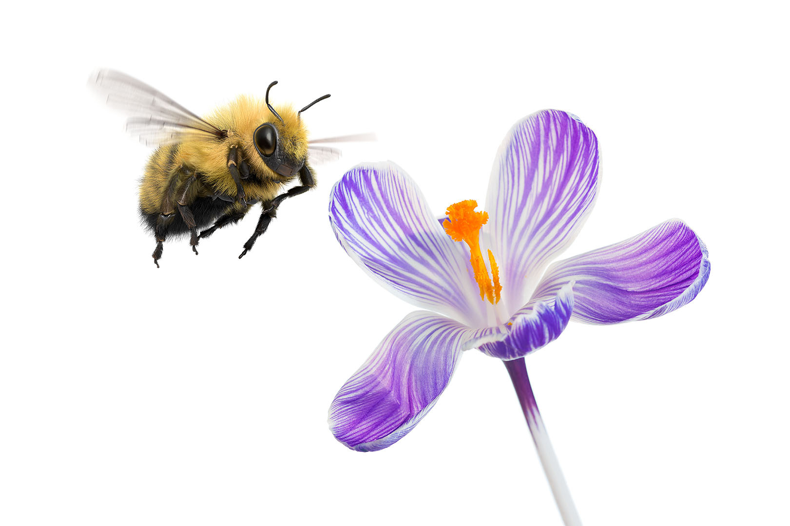 CVCA New Member Profile: TELUS Pollinator Fund for Good